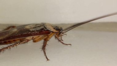 Hamamböcekleri Blattodea tarikatının böcekleridir, ayrıca termitler, hamamböcekleri, Blattodea, hamamböcekleri,