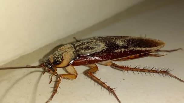 ゴキブリは シロアリ ゴキブリ オーダーブラットーデア ローチを含む順序ブラットーデアの昆虫です — ストック動画