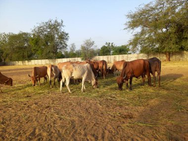 Güzel Hint inekleri, kız inekler olarak adlandırılan, Ahmedabad, Gujarat, Hindistan 