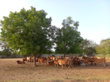 Güzel Hint inekleri, kız inekler olarak adlandırılan, Ahmedabad, Gujarat, Hindistan 