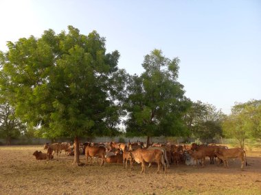 Güzel Hint inekleri, kız inekler olarak adlandırılan, Ahmedabad, Gujarat, Hindistan 