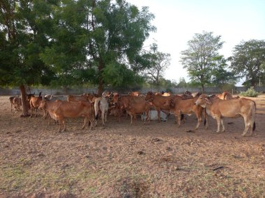 Güzel Hint inekleri, kız inekler olarak adlandırılan, Ahmedabad, Gujarat, Hindistan 