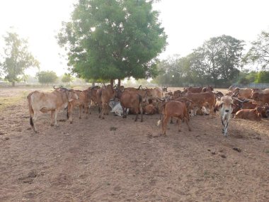 Güzel Hint inekleri, kız inekler olarak adlandırılan, Ahmedabad, Gujarat, Hindistan 