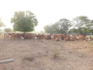 Güzel Hint inekleri, kız inekler olarak adlandırılan, Ahmedabad, Gujarat, Hindistan 