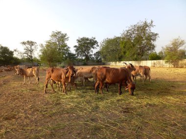 Güzel Hint inekleri, kız inekler olarak adlandırılan, Ahmedabad, Gujarat, Hindistan 