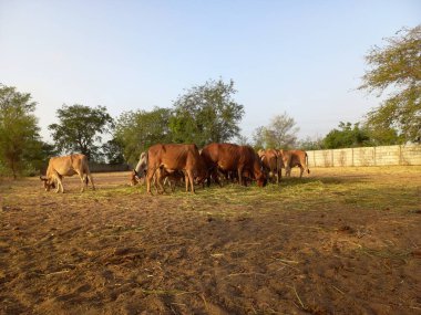 Güzel Hint inekleri, kız inekler olarak adlandırılan, Ahmedabad, Gujarat, Hindistan 