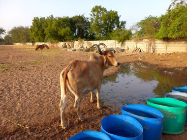 Güzel Hint inekleri, kız inekler olarak adlandırılan, Ahmedabad, Gujarat, Hindistan 
