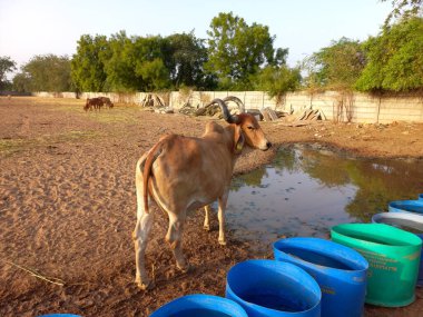 Güzel Hint inekleri, kız inekler olarak adlandırılan, Ahmedabad, Gujarat, Hindistan 