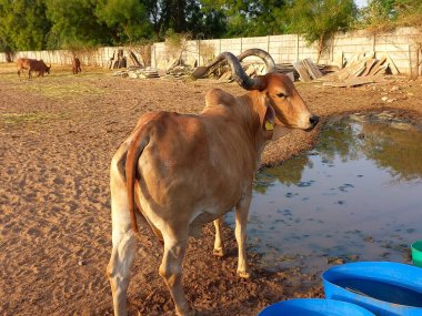 Güzel Hint inekleri, kız inekler olarak adlandırılan, Ahmedabad, Gujarat, Hindistan 