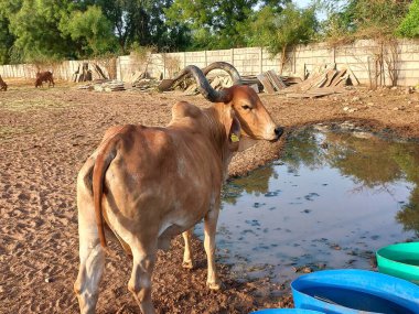 Güzel Hint inekleri, kız inekler olarak adlandırılan, Ahmedabad, Gujarat, Hindistan 