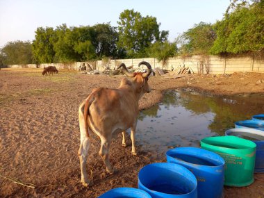 Güzel Hint inekleri, kız inekler olarak adlandırılan, Ahmedabad, Gujarat, Hindistan 