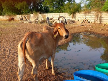 Güzel Hint inekleri, kız inekler olarak adlandırılan, Ahmedabad, Gujarat, Hindistan 