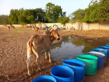 Güzel Hint inekleri, kız inekler olarak adlandırılan, Ahmedabad, Gujarat, Hindistan 