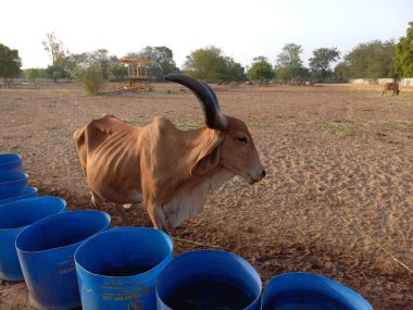 Güzel Hint inekleri, kız inekler olarak adlandırılan, Ahmedabad, Gujarat, Hindistan 