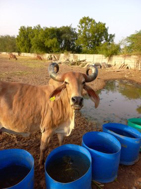 Güzel Hint inekleri, kız inekler olarak adlandırılan, Ahmedabad, Gujarat, Hindistan 