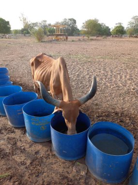 Güzel Hint inekleri, kız inekler olarak adlandırılan, Ahmedabad, Gujarat, Hindistan 