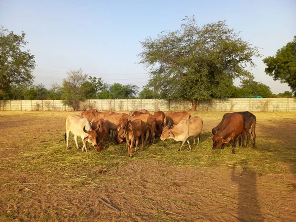 Belas Vacas Indianas Deshi Chamadas Como Vacas Gir Ahmedabad Gujarat — Fotografia de Stock