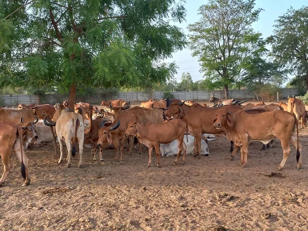 印度古吉拉特邦艾哈迈达巴德 美丽的印度德希奶牛 被称为吉尔奶牛 — 图库照片