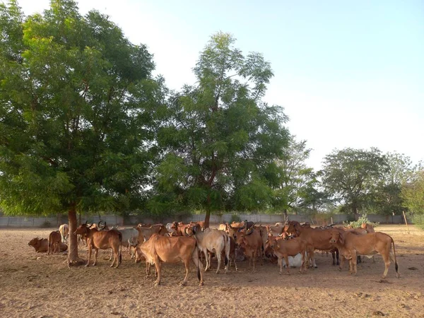 印度古吉拉特邦艾哈迈达巴德 美丽的印度德希奶牛 被称为吉尔奶牛 — 图库照片
