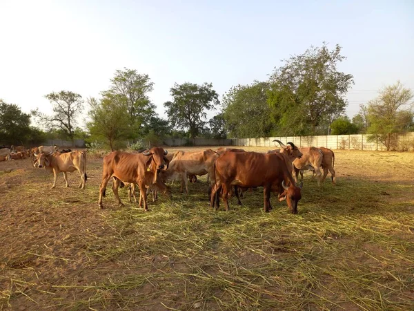 Belas Vacas Indianas Deshi Chamadas Como Vacas Gir Ahmedabad Gujarat — Fotografia de Stock