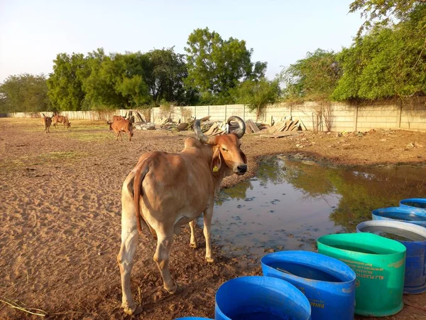 Güzel Hint inekleri, kız inekler olarak adlandırılan, Ahmedabad, Gujarat, Hindistan 