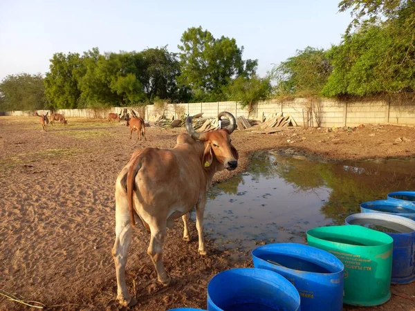 Güzel Hint inekleri, kız inekler olarak adlandırılan, Ahmedabad, Gujarat, Hindistan 