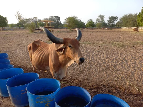 Zebu牛 Gir牛 Gir牛 Deshi牛 Indian Cows Indian Mothers Indian Gujarat — 图库照片