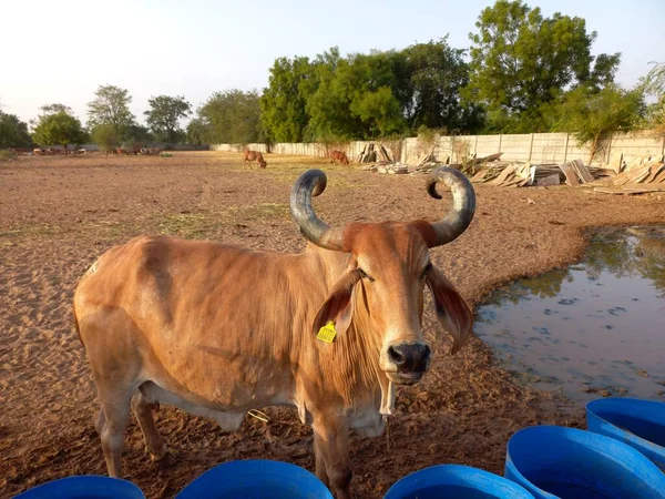 Индийские Коровы Деши Называемые Гирами Ахмадабад Гуджарат Индия — стоковое фото