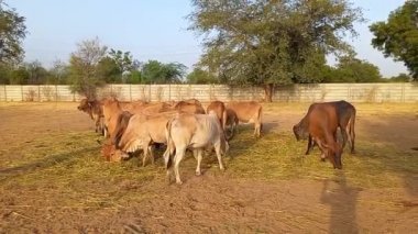 Ahmedabad Gujarat, Hindistan 'da güzel dişi inekler sürüsü., 