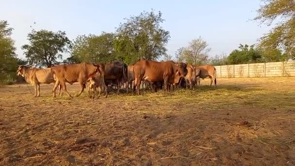 Crowd Beautiful Gir Cows Ahmedabad Gujarat India — Stock Video