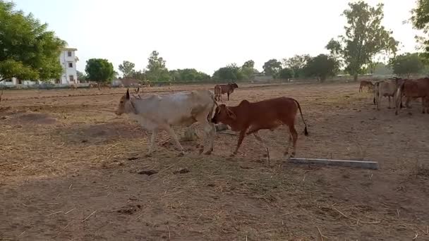 Crowd Beautiful Gir Cows Ahmedabad Gujarat India — Stock Video