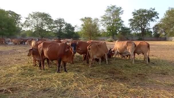 Crowd Beautiful Gir Cows Ahmedabad Gujarat India — Stock Video