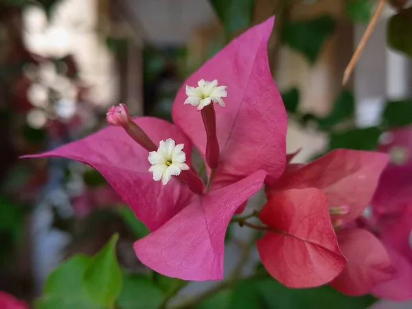 Plant Name Bougainvillea India — Fotografia de Stock