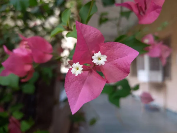 Название Растения Bougainvillea India — стоковое фото