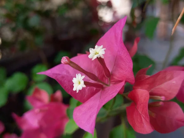 Plant Name Bougainvillea India — Fotografia de Stock