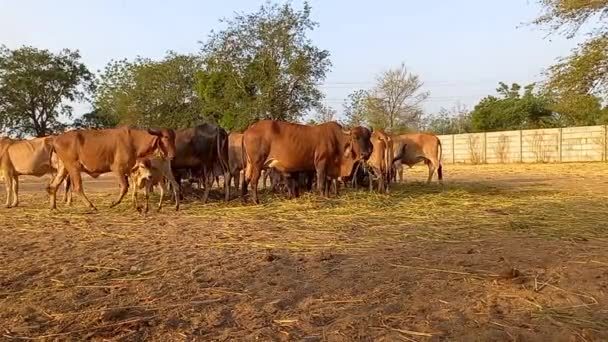 Gir Cows Eating Drinking Ahmedabad Gujarat India — Stock video
