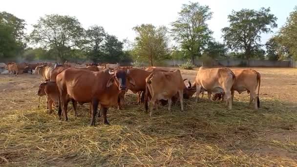 Gir Cows Eating Drinking Ahmedabad Gujarat India — Stock Video