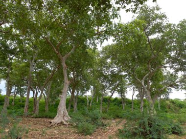Bitki adı terminali Arjuna, Hindistan. 
