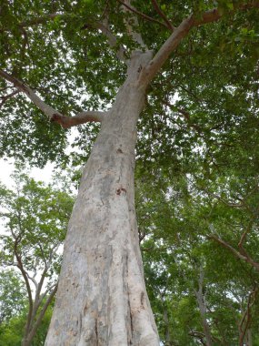 Bitki adı terminali Arjuna, Hindistan. 