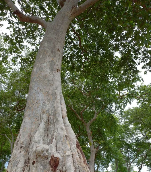 Plant Name Terminalia Arjuna India — Foto de Stock