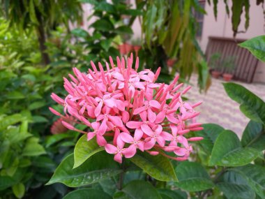 Bitki adı Ixora, orman sardunyası. 