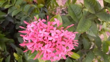 Bitki adı Ixora, orman sardunyası. 