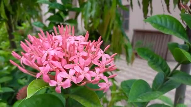 Rostlinný Název Ixora Jungle Geranium — Stock video