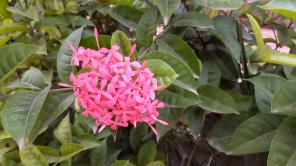 Nombre Planta Lxora Geranio Selva — Vídeos de Stock