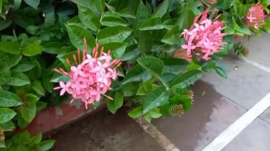 Bitki adı Ixora, orman sardunyası. 