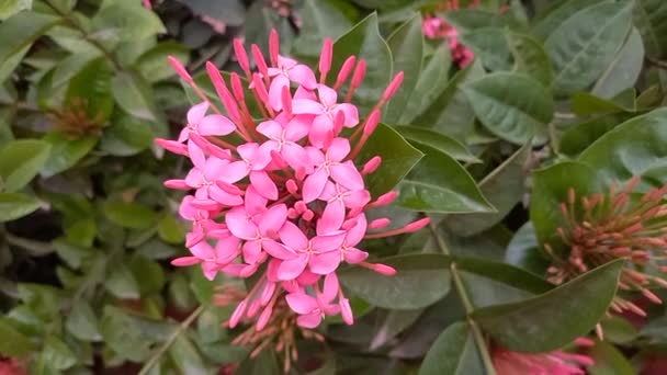 Rostlinný Název Ixora Jungle Geranium — Stock video