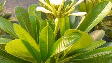 Bitki adı Champa, Frangipani Plumeria, beyaz şampanya çiçekleri, Hindistan 