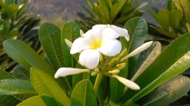 Bitki adı Champa, Frangipani Plumeria, beyaz şampanya çiçekleri, Hindistan 