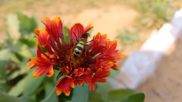 Μέλισσα Ρουφάει Χυμό Από Ινδική Κουβέρτα Λουλούδι Ινδία — Αρχείο Βίντεο