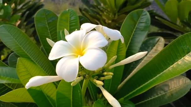 Nama Tanamannya Champa Frangipani Plumeria Bunga Champa Putih India — Stok Video